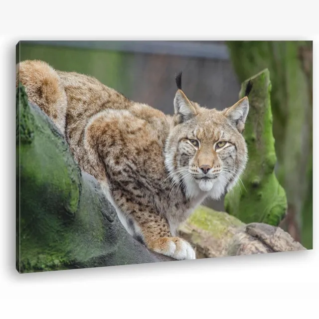 Canvas print Luchs 60x40 cm - Volledig ingelijst op echt houten frame Zie foto