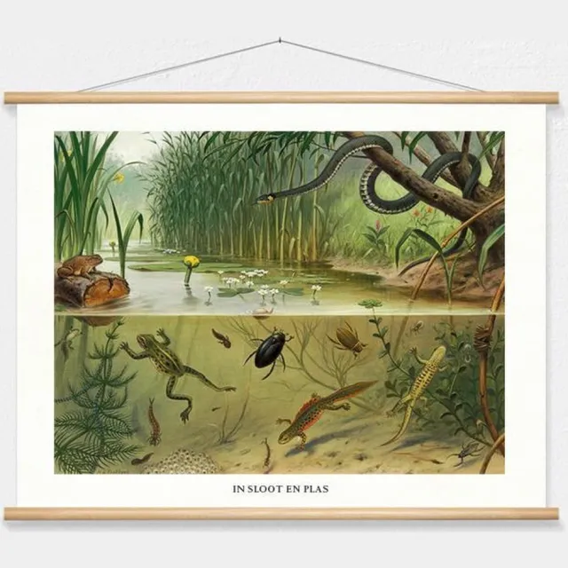 wallchart unlimited Schoolplaat 'In sloot en plas' van M.A. Koekkoek wit
