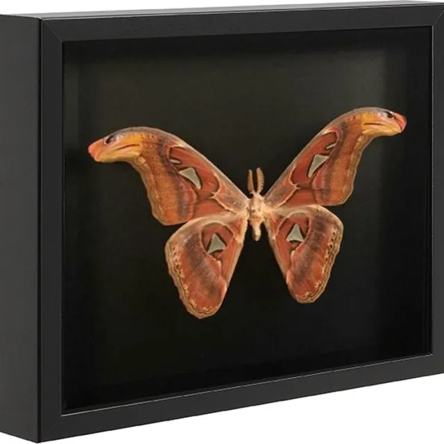 Acaza Wissellijst - 3D Fotolijst - Diepe Fotolijst - 30x40 cm - MDF Hout - Zwart - 3D Fotolijst voor Objecten - Box Frame