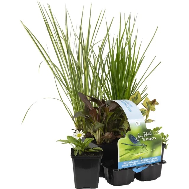 Bloomique Set van 6 - Insectenvriendelijke Vijverplanten - Vijverzone 1-2 - Waterplanten - Winterhard - Hoogte 15-25 cm - Pot 9 cm Insectvriendelijke Vijverplanten Mix