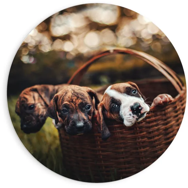 KuijsFotoprint Schilderij - Mandje Gevuld Met Pups - Wit, Groen En Bruin - 90 X 90 Cm