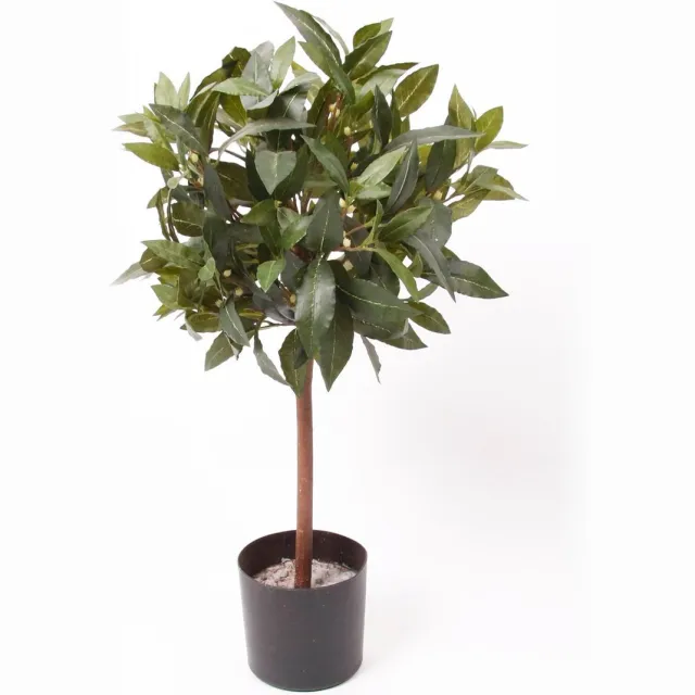 PrettyPlants Emerald - Laurier bal - In pot - 60 cm - groen