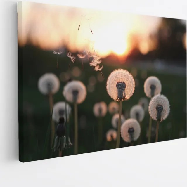 Saammp Canvas Schilderij - dandelion in zonsopgang - Natuur - 60x40 - Foto op canvas - Wanddecoratie - Muurdecoratie Woonkamer - Kantoor Decoratie Multicolor