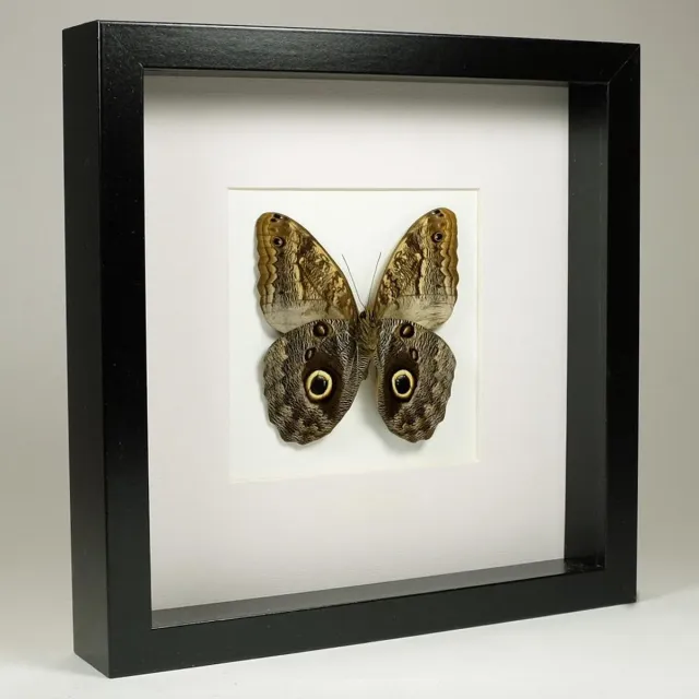 DeMuseumwinkel.com Opgezette Uiloogvlinder in Zwarte Lijst 25x25 cm - Caligo Sp.