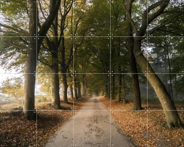 IXXI Autumn Forest Lane, Claire Droppert - 100 x 80 cm - Grote wanddecoratie en posters - Fotografie, Realisme, Naturalisme, Studeerkamer, Woonkamer Bruin / Groen