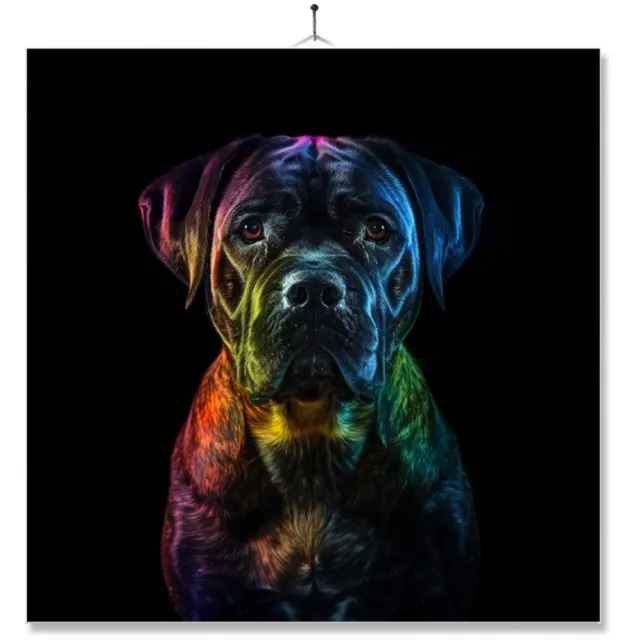 MC Living Tegel Met Opdruk | Close up | Regenboog | Boerboel Ontwerp 1