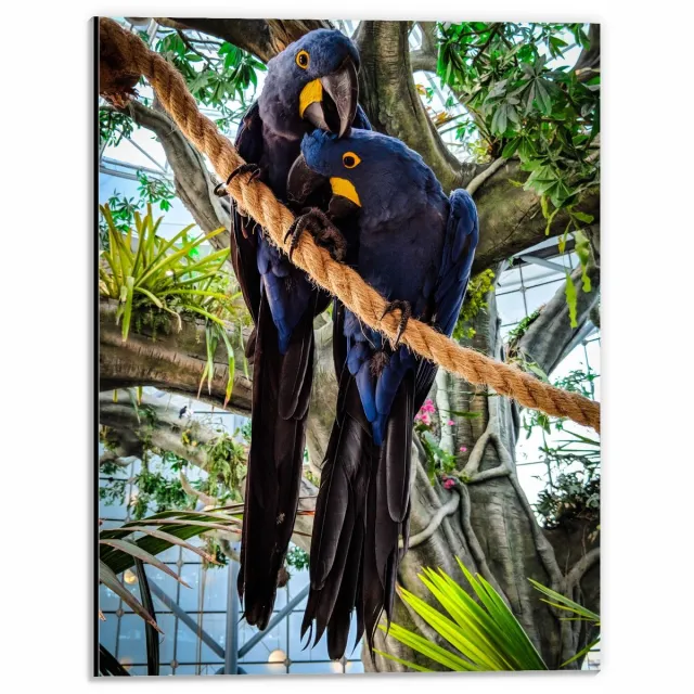 KuijsFotoprint Dibond - Twee Blauwe Papegaaien op Touw - 30x40cm Foto op Aluminium (Met Ophangsysteem)