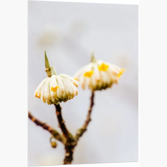 KuijsFotoprint Acrylglas - Wit Gele Hangende Bloemetjes - 80x120cm Foto op Acrylglas (Wanddecoratie op Acrylglas) Bruin