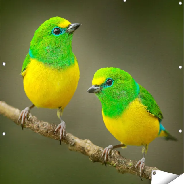 Gards Tuinposter Twee Groen Gele Zangvogels op een Tak - 110x110 cm - Tuindoek - Tuindecoratie - Wanddecoratie buiten - Tuinschilderij Multikleur