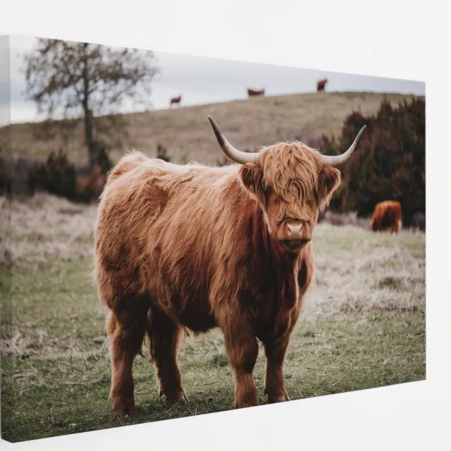 Saammp Canvas Schilderij - Groep Schotse Hooglander Koeien op de hooglanden - Dieren - Natuur - 60x40 - Foto op canvas - Wanddecoratie - muurdecoratie Woonkamer - Slaapkamer decoratie - Canvas Print Multicolor