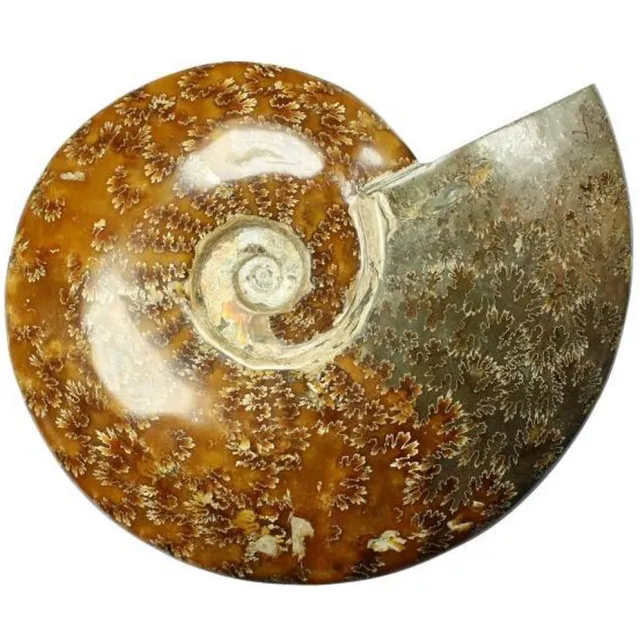 twintes Exclusieve grote gepolijste Ammoniet (fossiel) 2,1 kg! Multi