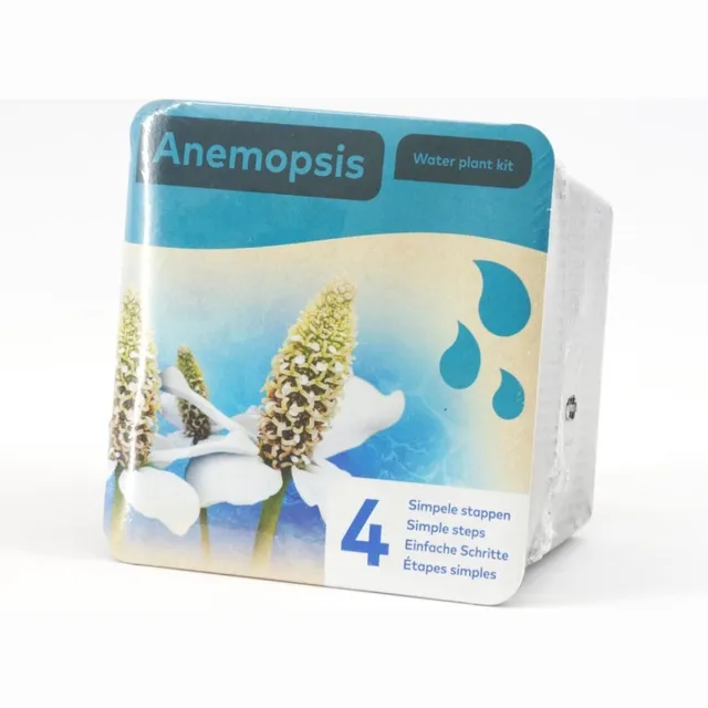 Moerings Droogverpakking vijverplant - Anemopsis wit