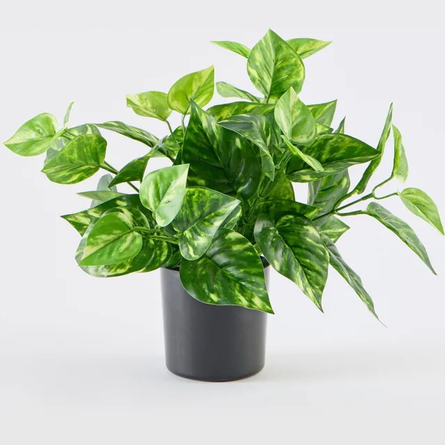 Louis Maes scindapsus in pot h22cm groen Louis Maes onbekend