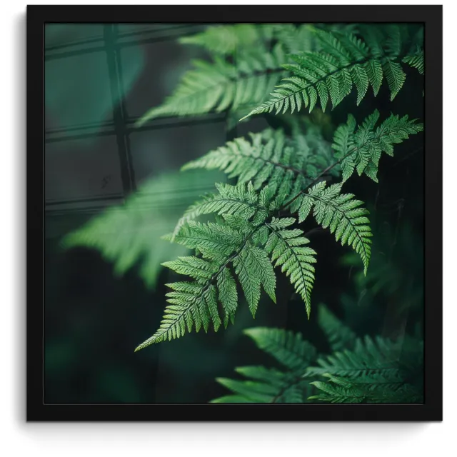 FrameYourWall Poster in lijst - Fotolijst 40x40 cm - Posters - Varenblad - Groen - Structuur - Wazig - Posterlijst zwart - Decoratie - Wanddecoratie woonkamer - Muurdecoratie slaapkamer