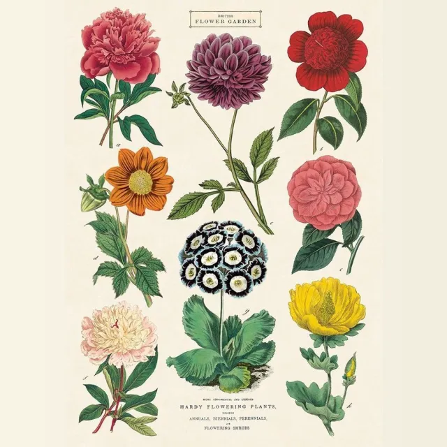 Cavallini & Co Vintage Poster Bloemen - Cavallini & Co Schoolplaat Botanica Multi Color