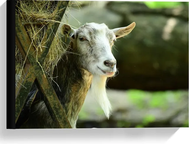 KuijsFotoprint Canvas - Witte Geit met Hooi - 40x30cm Foto op Canvas Schilderij (Wanddecoratie op Canvas) Groen