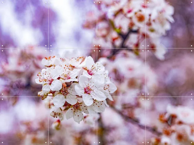 IXXI Spring Flowers, Margriet Hulsker - 80 x 60 cm - Grote wanddecoratie en posters - Fotografie, Slaapkamer, Woonkamer, Bloemen, Natuur Roze
