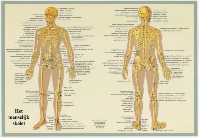 van Baarle Het menselijk lichaam - anatomie poster skelet (Nederlands, gelamineerd, A2)