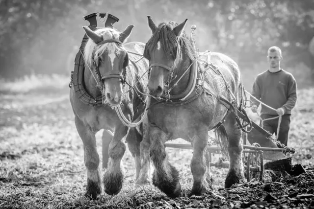 Passion For Art Trekpaarden TW2 - Foto - Ton van der Weerden - Fine Art Print op fotokwaliteit papier - 40 x 60 cm zwart-wit