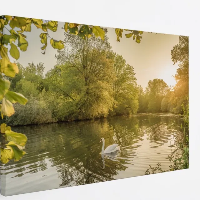 Saammp Canvas Schilderij - Zwaan in zonsondergang - Natuur - Dieren - 150x100 - Foto op canvas - Wanddecoratie - Muurdecoratie Woonkamer - Slaapkamer decoratie - Canvas Print Multicolor
