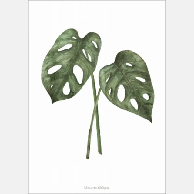 Days of Bloom Poster A4 Gatenplant / Monstera Obliqua wit