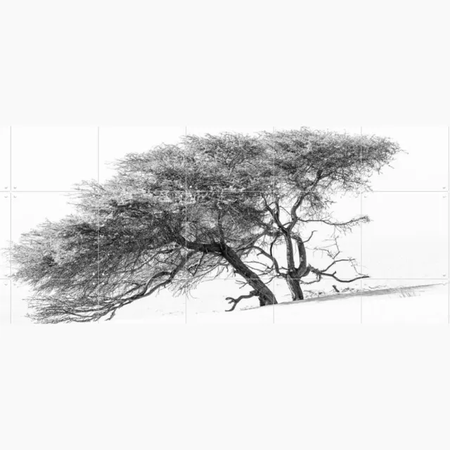 IXXI Tree in Sahara Desert, Photolovers - 140 x 100 cm - Grote wanddecoratie en posters - Fotografie, Minimalisme, Woonkamer, Slaapkamer Wit / Monochroom / Zwart en wit / Lichte tinten