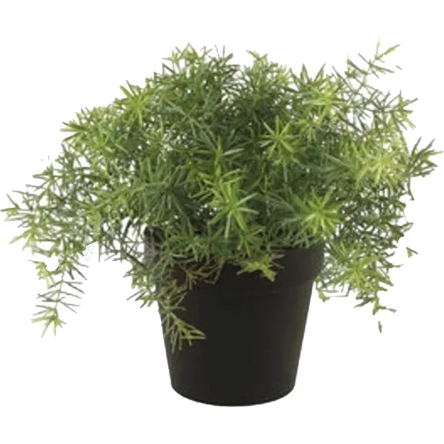 Emerald Kunstplant Asparagus - groen - in zwarte pot - 25 cm