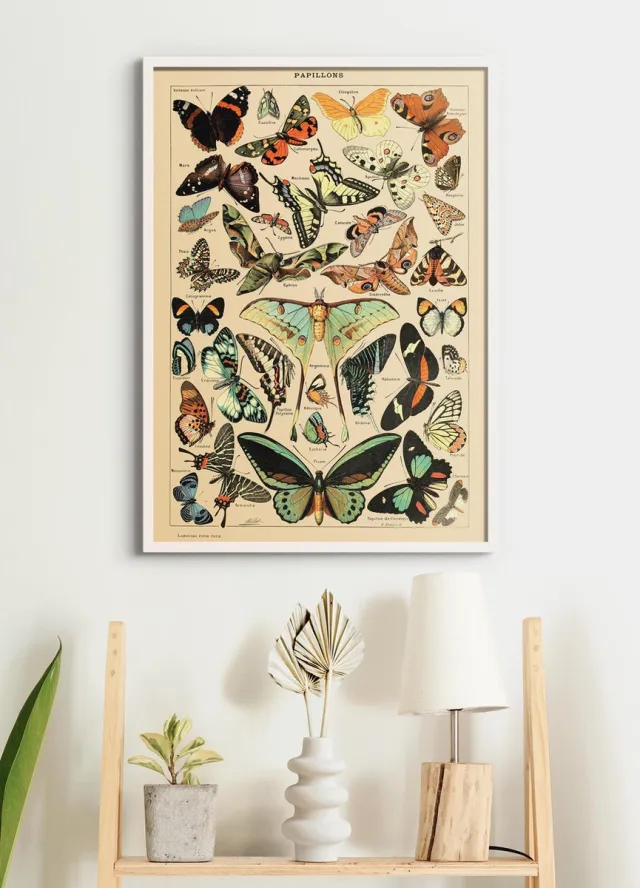 Esque Poster In Witte Lijst - Vintage Poster Vlinders - Large 70x50 - Educatief - Dieren - Schoolplaat