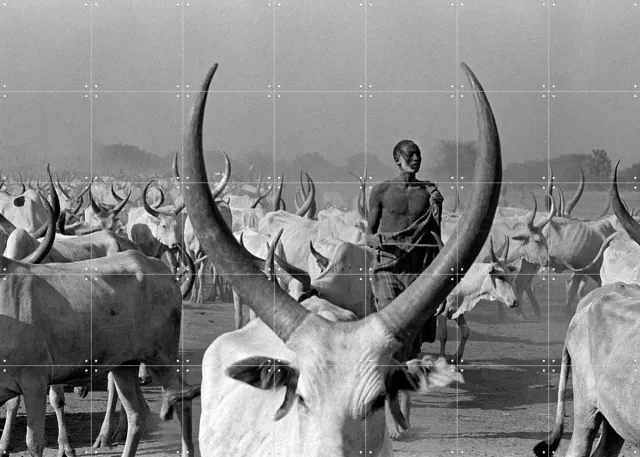 IXXI Dinka Cows with Pastor, Teun Voeten - 140 x 100 cm - Grote wanddecoratie en posters - Fotografie, Vintage, Gang, Woonkamer, Dieren, Wilde dieren Monochroom / Grijs / Zwart en wit