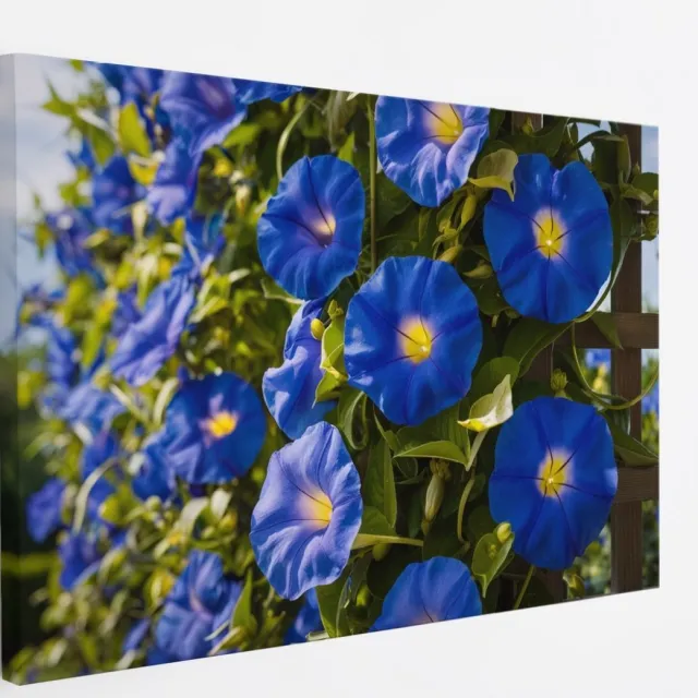 Saammp Canvas Schilderij - Blauwe Winde Bloemen - Natuur - Abstract - 60x40 - Foto op canvas - Wanddecoratie - Muurdecoratie Woonkamer - Kantoor Decoratie Multicolor