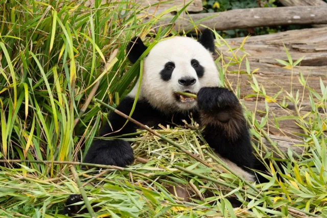 Vgdesign Panda eet bamboe 130x70 cm tuinposter banner VGDesign onbekend