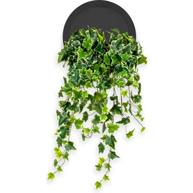 HTT Decorations Kunstplant Hedera bont in Wally Ø30 cm zwart - HTT Decorations kunstplanten