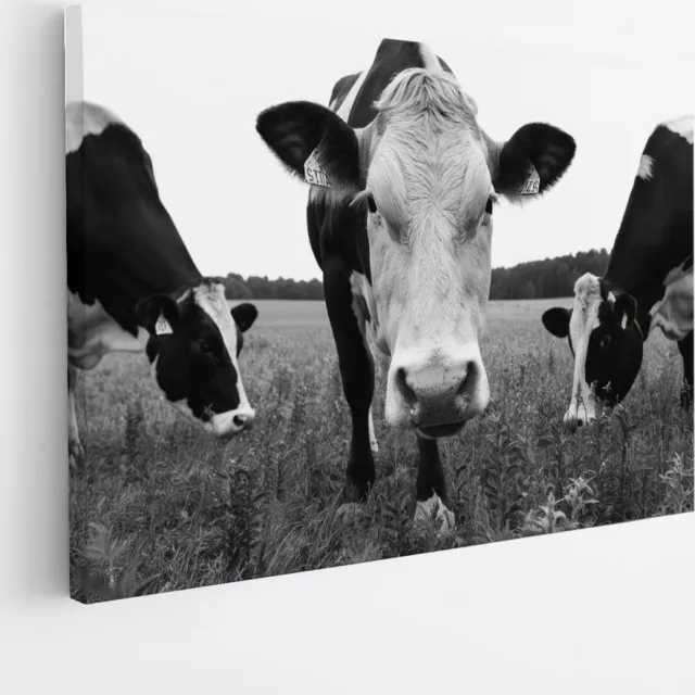 Saammp Canvas Schilderij - 3 Koeien in de wei - Natuur - Dieren - 70x50 - Foto op canvas - Wanddecoratie - Muurdecoratie Woonkamer - Slaapkamer decoratie - Canvas Print Multicolor