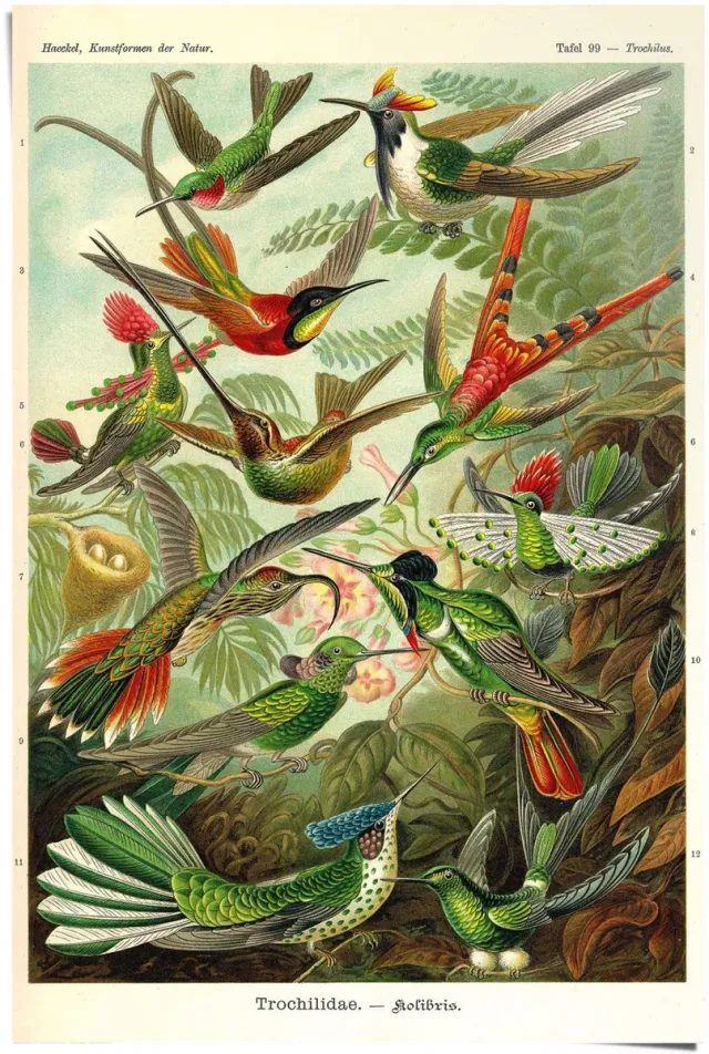 Poster Ernst Haeckel - Beautiful Birds - 91,5 x 61 - Papier - REINDERS bonte kleuren