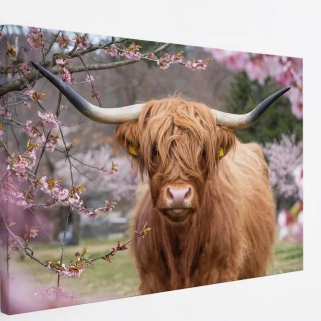 Saammp Canvas Schilderij - Schotse Hooglander Koe in de wei - Landschap - Dieren - Natuur - 70x50 - Foto op canvas - Wanddecoratie - muurdecoratie Woonkamer - Slaapkamer decoratie - Canvas Print Multicolor