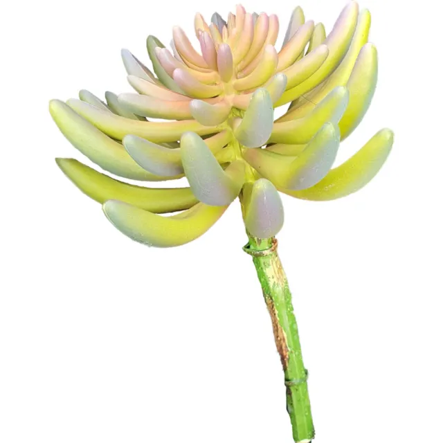 Buitengewoon Boet Kunst Sedum rupestre plant 14 cm green Buitengewoon de Boet onbekend