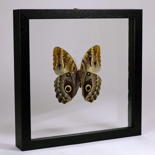 Vlinders in Lijst Opgezette Uiloogvlinder in Zwarte Lijst Dubbelglas - Caligo Sp.
