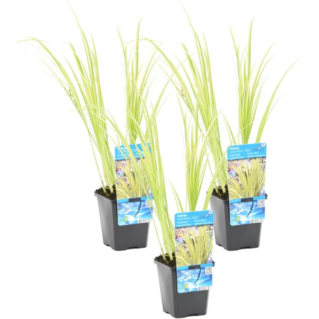 Bloomique Set van 3 - Acorus Ogon - Dwergkalmoes - Vijverplanten - Winterhard - Hoogte 10-20 cm - Pot 9 cm 3x Kweekpot