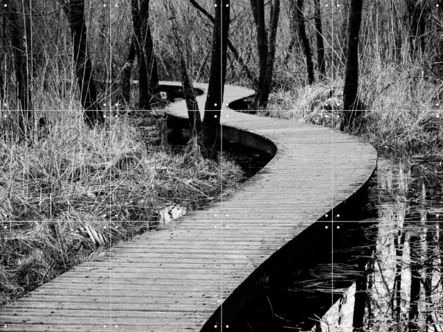 IXXI Moerputten in Den Bosch, Photolovers - 80 x 60 cm - Grote wanddecoratie en posters - Fotografie, Gang, Woonkamer, Landschappen, Natuur, Bomen Monochroom / Zwart / Zwart en wit