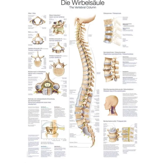 Erler-Zimmer Het menselijk lichaam - anatomie poster wervelkolom (Duits/Engels/Latijn, papier, 50x70 cm) + ophangsysteem met ophangsysteem