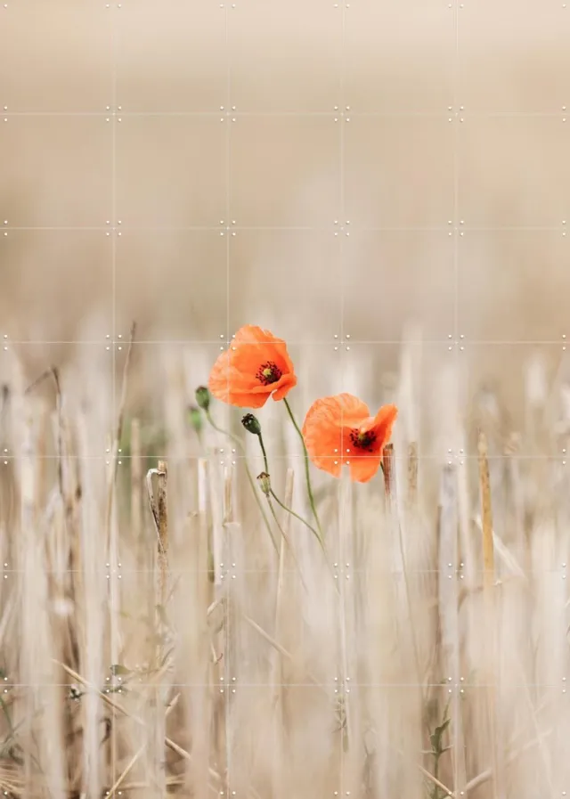 IXXI Summer Poppies, Mareike Böhmer - 100 x 140 cm - Grote wanddecoratie en posters - Fotografie, Slaapkamer, Gang, Woonkamer, Wilde Bloemen, Velden Rood / Beige