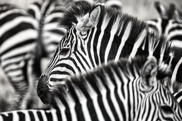 Vgdesign Zebra's zwart wit 130x70 cm tuinposter banner VGDesign onbekend