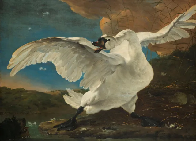 Esque Poster De Bedreigde Zwaan - Schilderij Jan Asselijn - Large 50x70 - Gouden Eeuw Losse Poster