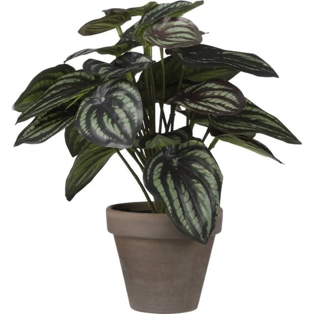 Mica Decorations Peperomia Kunstplant in Bloempot Stan - H24 x D23 cm - Donkergroen D.Groen,donker groen