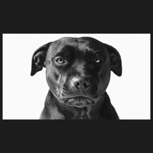 WANDKRAFT Schilderij - labrador zwart - Collectie faces - Forex met zwarte lijst - 118x70cm Black-White
