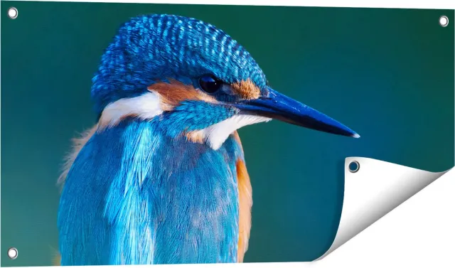 Gards Tuinposter Blauwe IJsvogel op een Tak - 80x40 cm - Tuindoek - Tuindecoratie - Wanddecoratie buiten - Tuinschilderij Multikleur