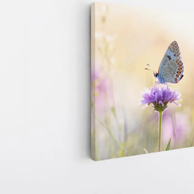 Saammp Canvas Schilderij - Vlinder op paarse bloem - Dieren - Natuur - 40x40 - Foto op canvas - Wanddecoratie - muurdecoratie Woonkamer - Slaapkamer decoratie - Canvas Print Multicolor