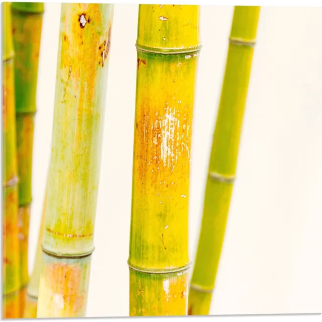 KuijsFotoprint Acrylglas - Groene Bamboe Stokken - 50x50cm Foto op Acrylglas (Wanddecoratie op Acrylglas)