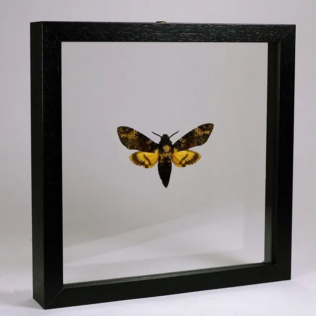 Vlinders in Lijst Opgezette doodshoofdvlinder in dubbelglas lijst - Acherontia atropos Zwart