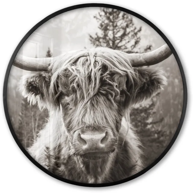 FrameYourWall Poster in lijst Rond - Fotolijst 80x80 cm - Posters - Schotse hooglander - Koe - Dieren - Zwart - Wit - Ronde posterlijst zwart - Decoratie - Wanddecoratie woonkamer - Muurdecoratie slaapkamer